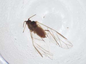  ( - CBG-A38166-E10)  @11 [ ] CreativeCommons - Attribution Share - Alike (2024) Centre for Biodiversity Genomics Centre for Biodiversity Genomics