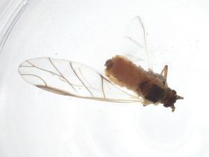  ( - CBG-A38166-F01)  @11 [ ] CreativeCommons - Attribution Share - Alike (2024) Centre for Biodiversity Genomics Centre for Biodiversity Genomics