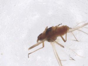  ( - CBG-A38182-B10)  @11 [ ] CreativeCommons - Attribution Share - Alike (2024) Centre for Biodiversity Genomics Centre for Biodiversity Genomics