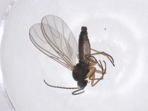  ( - CBG-A38186-E06)  @11 [ ] CreativeCommons - Attribution Share - Alike (2024) Centre for Biodiversity Genomics Centre for Biodiversity Genomics