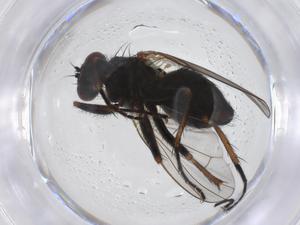  ( - CBG-A38250-E06)  @11 [ ] CreativeCommons - Attribution Share - Alike (2024) Centre for Biodiversity Genomics Centre for Biodiversity Genomics