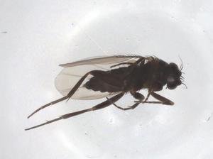  ( - CBG-A38279-G04)  @11 [ ] CreativeCommons - Attribution Share - Alike (2024) Centre for Biodiversity Genomics Centre for Biodiversity Genomics
