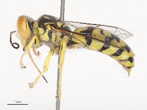  ( - CBG-A38394-E11)  @11 [ ] CreativeCommons - Attribution Share - Alike (2024) CBG Photography Group Centre for Biodiversity Genomics