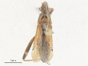  ( - CBG-A38460-F01)  @11 [ ] CreativeCommons - Attribution Share - Alike (2024) CBG Photography Group Centre for Biodiversity Genomics