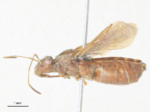  ( - CBG-A38460-G10)  @11 [ ] CreativeCommons - Attribution Share - Alike (2024) CBG Photography Group Centre for Biodiversity Genomics