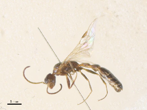  ( - CBG-A38464-H03)  @11 [ ] CreativeCommons - Attribution Share - Alike (2024) CBG Photography Group Centre for Biodiversity Genomics