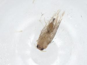  ( - CBG-A38931-D04)  @11 [ ] CreativeCommons - Attribution Share - Alike (2024) Centre for Biodiversity Genomics Centre for Biodiversity Genomics