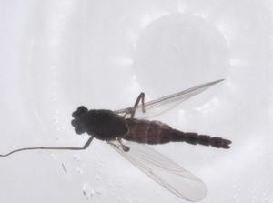 (Limnophyes fumosus - CBG-A39925-E07)  @11 [ ] CreativeCommons - Attribution Share - Alike (2024) Centre for Biodiversity Genomics Centre for Biodiversity Genomics