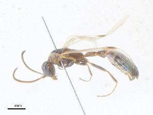  ( - CBG-A40137-D12)  @11 [ ] CreativeCommons - Attribution Share - Alike (2024) CBG Photography Group Centre for Biodiversity Genomics
