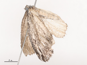  ( - CBG-A40161-F06)  @11 [ ] CreativeCommons - Attribution Share - Alike (2024) CBG Photography Group Centre for Biodiversity Genomics