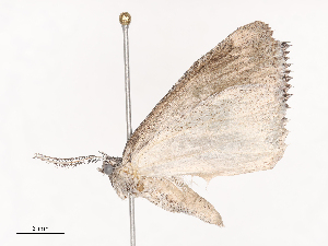  ( - CBG-A40161-F07)  @11 [ ] CreativeCommons - Attribution Share - Alike (2024) CBG Photography Group Centre for Biodiversity Genomics