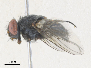  ( - CBG-A40178-D04)  @11 [ ] CreativeCommons - Attribution Share - Alike (2024) CBG Photography Group Centre for Biodiversity Genomics