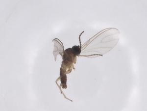  ( - CBG-A42972-B10)  @11 [ ] CreativeCommons - Attribution Share - Alike (2024) Centre for Biodiversity Genomics Centre for Biodiversity Genomics