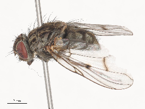  ( - CBG-A44402-G01)  @11 [ ] CreativeCommons - Attribution Share - Alike (2024) CBG Photography Group Centre for Biodiversity Genomics