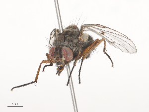  ( - CBG-A44403-D02)  @11 [ ] CreativeCommons - Attribution Share - Alike (2024) CBG Photography Group Centre for Biodiversity Genomics