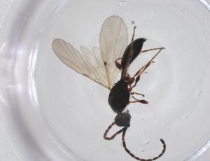  ( - CBG-A45321-F09)  @11 [ ] CreativeCommons - Attribution Share - Alike (2024) Centre for Biodiversity Genomics Centre for Biodiversity Genomics