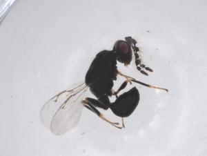  (Eurytoma tylodermatis - CBG-A45352-E11)  @11 [ ] CreativeCommons - Attribution Share - Alike (2024) Centre for Biodiversity Genomics Centre for Biodiversity Genomics