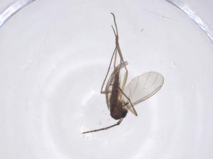  ( - CBG-A46090-E10)  @11 [ ] CreativeCommons - Attribution Share - Alike (2024) Centre for Biodiversity Genomics Centre for Biodiversity Genomics