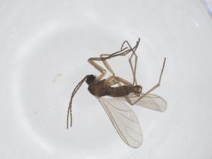  ( - CBG-A46094-E11)  @11 [ ] CreativeCommons - Attribution Share - Alike (2024) Centre for Biodiversity Genomics Centre for Biodiversity Genomics