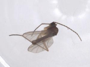  ( - CBG-A46097-D11)  @11 [ ] CreativeCommons - Attribution Share - Alike (2024) Centre for Biodiversity Genomics Centre for Biodiversity Genomics