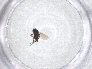  ( - CBG-A51743-H11)  @11 [ ] CreativeCommons - Attribution Share - Alike (2024) Centre for Biodiversity Genomics Centre for Biodiversity Genomics