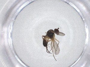  ( - CBG-A51744-F06)  @11 [ ] CreativeCommons - Attribution Share - Alike (2024) Centre for Biodiversity Genomics Centre for Biodiversity Genomics