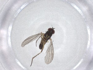  ( - CBG-A51747-F03)  @11 [ ] CreativeCommons - Attribution Share - Alike (2024) Centre for Biodiversity Genomics Centre for Biodiversity Genomics