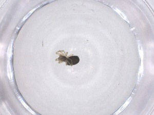  ( - CBG-A51804-D09)  @11 [ ] CreativeCommons - Attribution Share - Alike (2024) Centre for Biodiversity Genomics Centre for Biodiversity Genomics