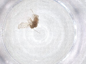  ( - CBG-A51805-H04)  @11 [ ] CreativeCommons - Attribution Share - Alike (2024) Centre for Biodiversity Genomics Centre for Biodiversity Genomics