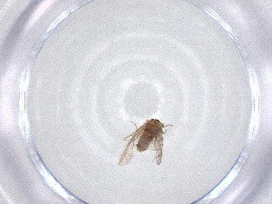  ( - CBG-A51806-D11)  @11 [ ] CreativeCommons - Attribution Share - Alike (2024) Centre for Biodiversity Genomics Centre for Biodiversity Genomics