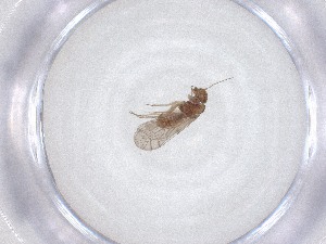  ( - CBG-A51809-D09)  @11 [ ] CreativeCommons - Attribution Share - Alike (2024) Centre for Biodiversity Genomics Centre for Biodiversity Genomics