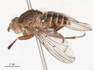  ( - CBG-A51856-A10)  @11 [ ] CreativeCommons - Attribution Share - Alike (2024) CBG Photography Group Centre for Biodiversity Genomics