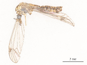  ( - CBG-A51877-D04)  @11 [ ] CreativeCommons - Attribution Share - Alike (2024) CBG Photography Group Centre for Biodiversity Genomics
