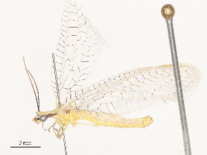  ( - CBG-A51879-B11)  @11 [ ] CreativeCommons - Attribution Share - Alike (2024) CBG Photography Group Centre for Biodiversity Genomics