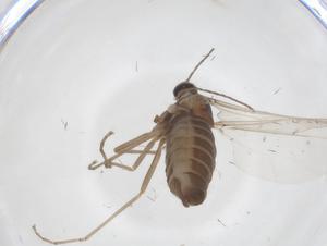  (Asphondylia florea - CBG-A52552-G08)  @11 [ ] CreativeCommons - Attribution Share - Alike (2024) Centre for Biodiversity Genomics Centre for Biodiversity Genomics