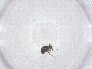  ( - CBG-A52797-C11)  @11 [ ] CreativeCommons - Attribution Share - Alike (2024) Centre for Biodiversity Genomics Centre for Biodiversity Genomics