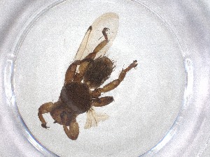  (Lipoptena depressa - CBG-A53209-D01)  @11 [ ] CreativeCommons - Attribution Share - Alike (2024) Centre for Biodiversity Genomics Centre for Biodiversity Genomics