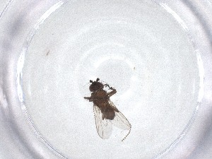  ( - CBG-A53781-E12)  @11 [ ] CreativeCommons - Attribution Share - Alike (2024) Centre for Biodiversity Genomics Centre for Biodiversity Genomics