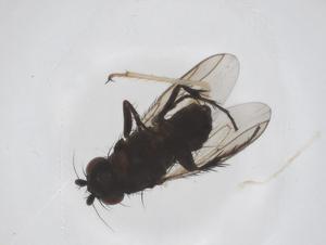  ( - CBG-A53788-F08)  @11 [ ] CreativeCommons - Attribution Share - Alike (2024) Centre for Biodiversity Genomics Centre for Biodiversity Genomics