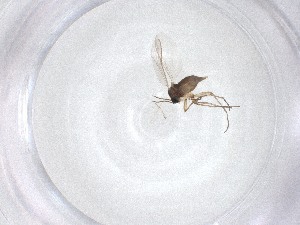  ( - CBG-A53794-A06)  @11 [ ] CreativeCommons - Attribution Share - Alike (2024) Centre for Biodiversity Genomics Centre for Biodiversity Genomics