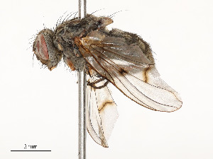  ( - CBG-A51963-C03)  @11 [ ] CreativeCommons - Attribution Share - Alike (2024) CBG Photography Group Centre for Biodiversity Genomics