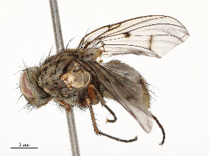  ( - CBG-A51963-C08)  @11 [ ] CreativeCommons - Attribution Share - Alike (2024) CBG Photography Group Centre for Biodiversity Genomics