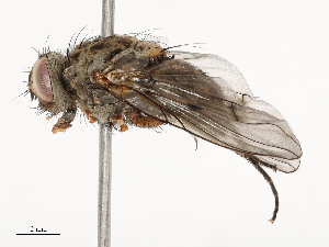  ( - CBG-A51963-E01)  @11 [ ] CreativeCommons - Attribution Share - Alike (2024) CBG Photography Group Centre for Biodiversity Genomics