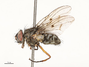  ( - CBG-A51963-F09)  @11 [ ] CreativeCommons - Attribution Share - Alike (2024) CBG Photography Group Centre for Biodiversity Genomics
