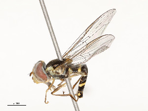  ( - CBG-A51963-G04)  @11 [ ] CreativeCommons - Attribution Share - Alike (2024) CBG Photography Group Centre for Biodiversity Genomics