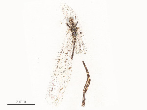  ( - CBG-A51992-H09)  @11 [ ] CreativeCommons - Attribution Share - Alike (2024) CBG Photography Group Centre for Biodiversity Genomics