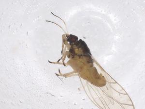  ( - CBG-A53220-C12)  @11 [ ] CreativeCommons - Attribution Share - Alike (2024) Centre for Biodiversity Genomics Centre for Biodiversity Genomics