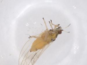  ( - CBG-A53220-E05)  @11 [ ] CreativeCommons - Attribution Share - Alike (2024) Centre for Biodiversity Genomics Centre for Biodiversity Genomics