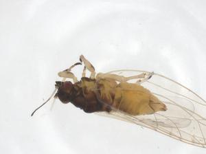  ( - CBG-A53244-H07)  @11 [ ] CreativeCommons - Attribution Share - Alike (2024) Centre for Biodiversity Genomics Centre for Biodiversity Genomics