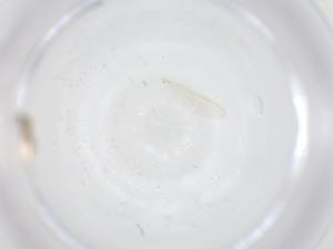  ( - CBG-A53828-D10)  @11 [ ] CreativeCommons - Attribution Share - Alike (2024) Centre for Biodiversity Genomics Centre for Biodiversity Genomics